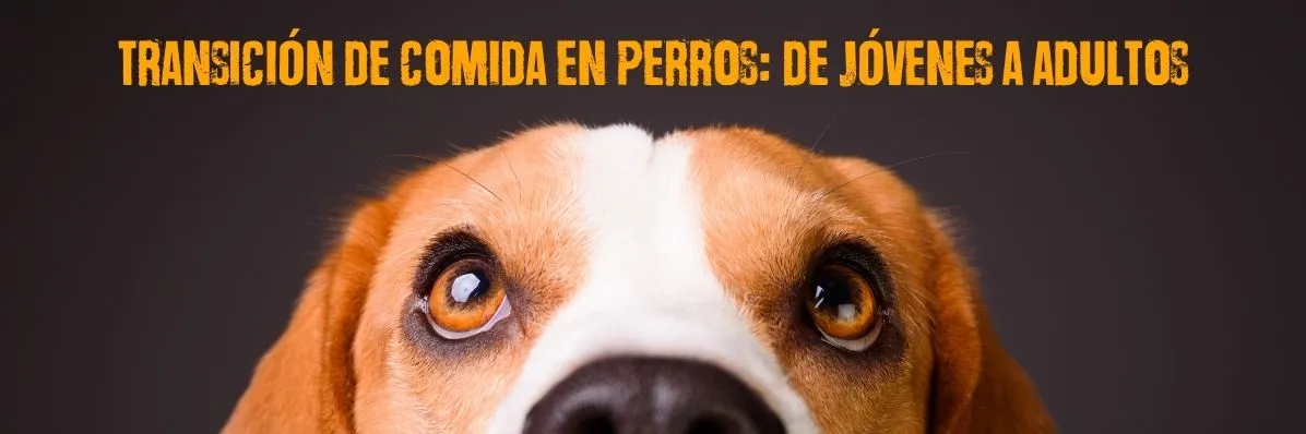 transición de comida en perros, cambio de comida en perros, transicion de comida en perros jovenes a adultos